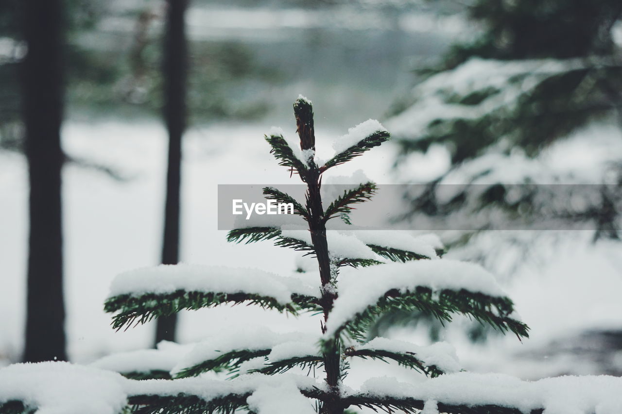 CLOSE-UP OF FROST ON TREE DURING WINTER