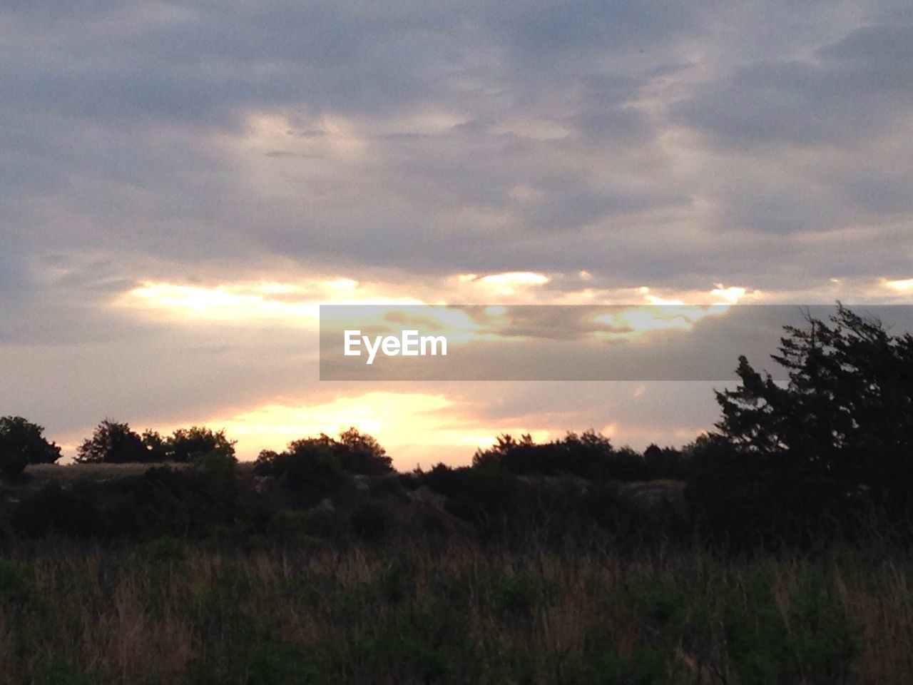 TREES ON FIELD AGAINST CLOUDY SKY