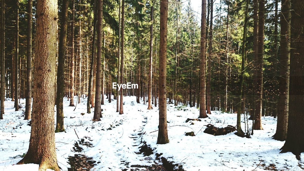 Trees on snow covered landscape