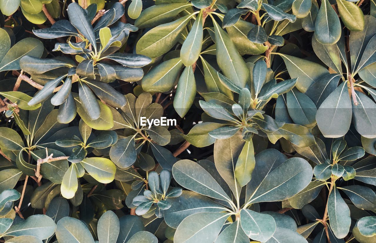 FULL FRAME SHOT OF FRESH GREEN LEAVES