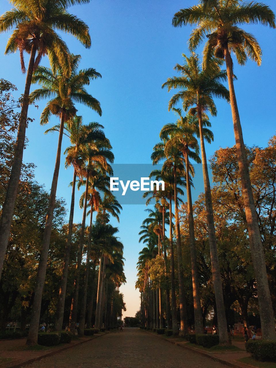 LOW ANGLE VIEW OF TREES AGAINST SKY