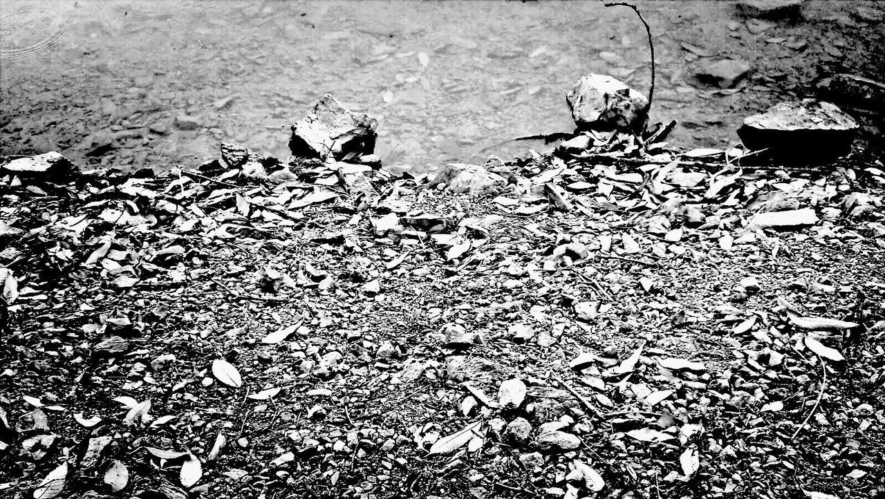 View of leaves and rocks lying on ground