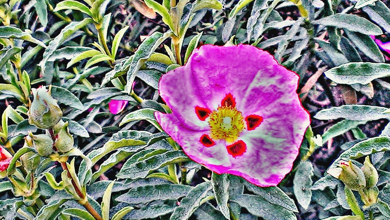 CLOSE-UP OF PINK FLOWERS