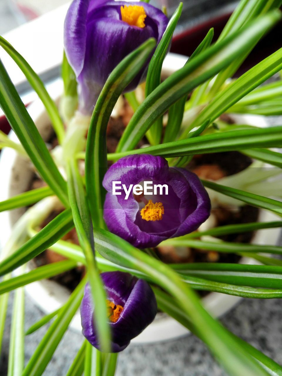CLOSE-UP OF CROCUS BLOOMING OUTDOORS
