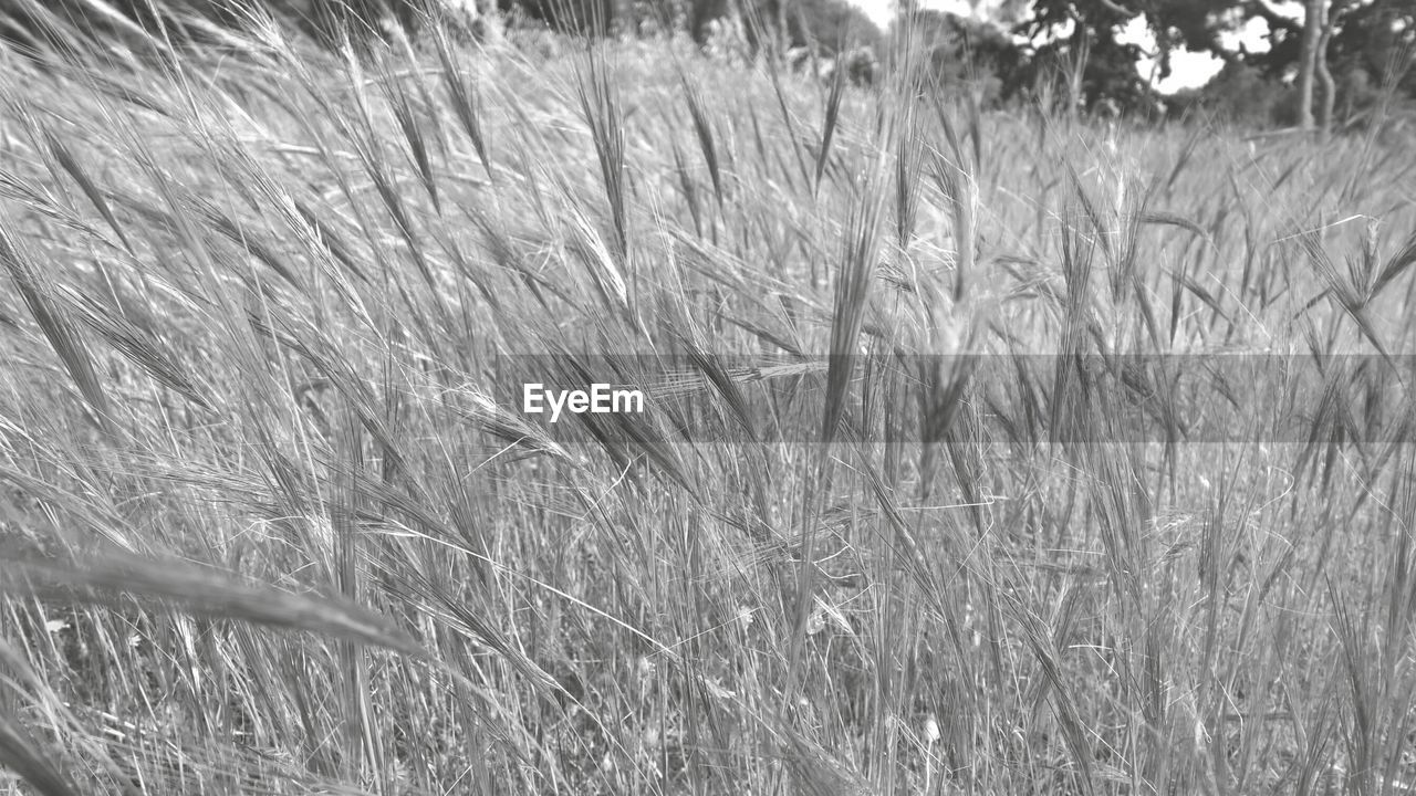 CLOSE-UP OF CORN FIELD