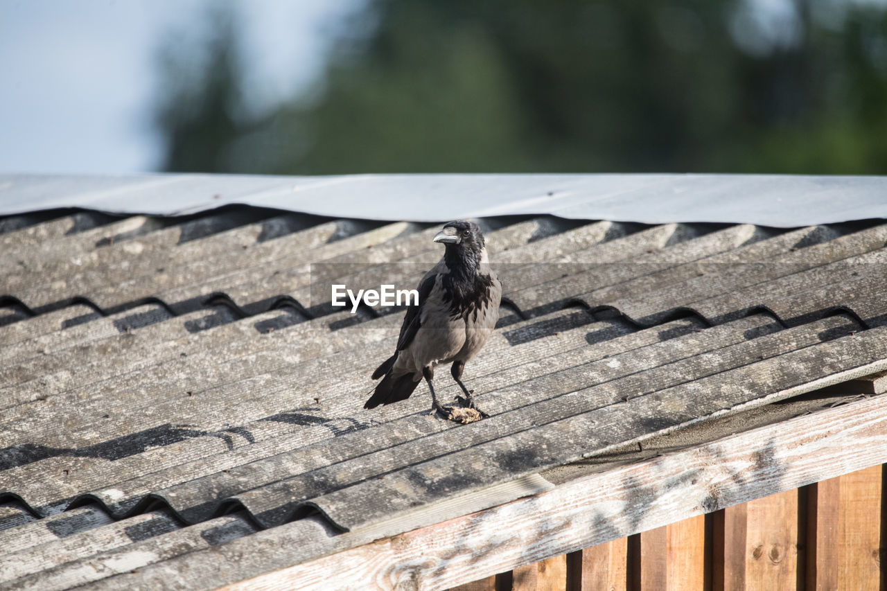 Beautiful crow feeding in the backyard. town scenery with a bird.