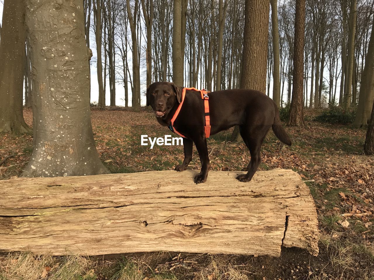 Dog standing in a forest