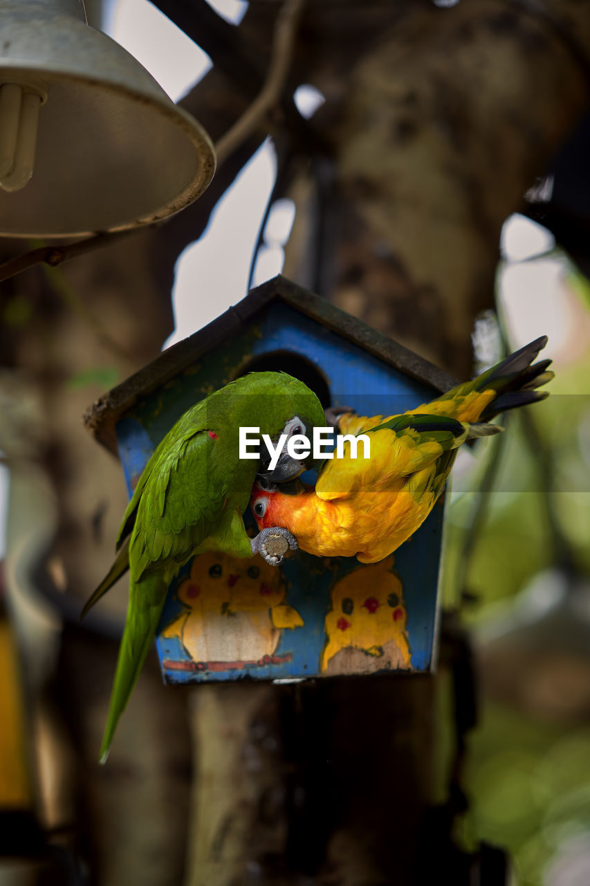 CLOSE-UP OF PARROT PERCHING ON A BIRD