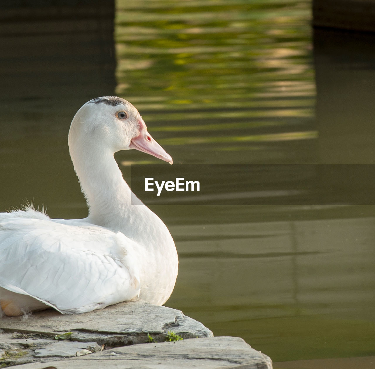 animal themes, animal, bird, animal wildlife, wildlife, one animal, beak, water bird, lake, water, ducks, geese and swans, nature, no people, duck, day, goose, white, wing, outdoors, focus on foreground, beauty in nature, sunlight, swan, close-up