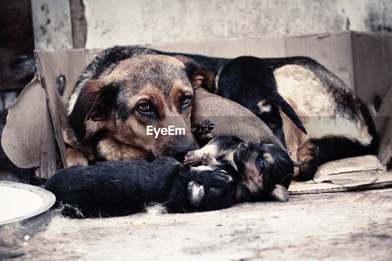 CLOSE-UP OF PUPPY LYING