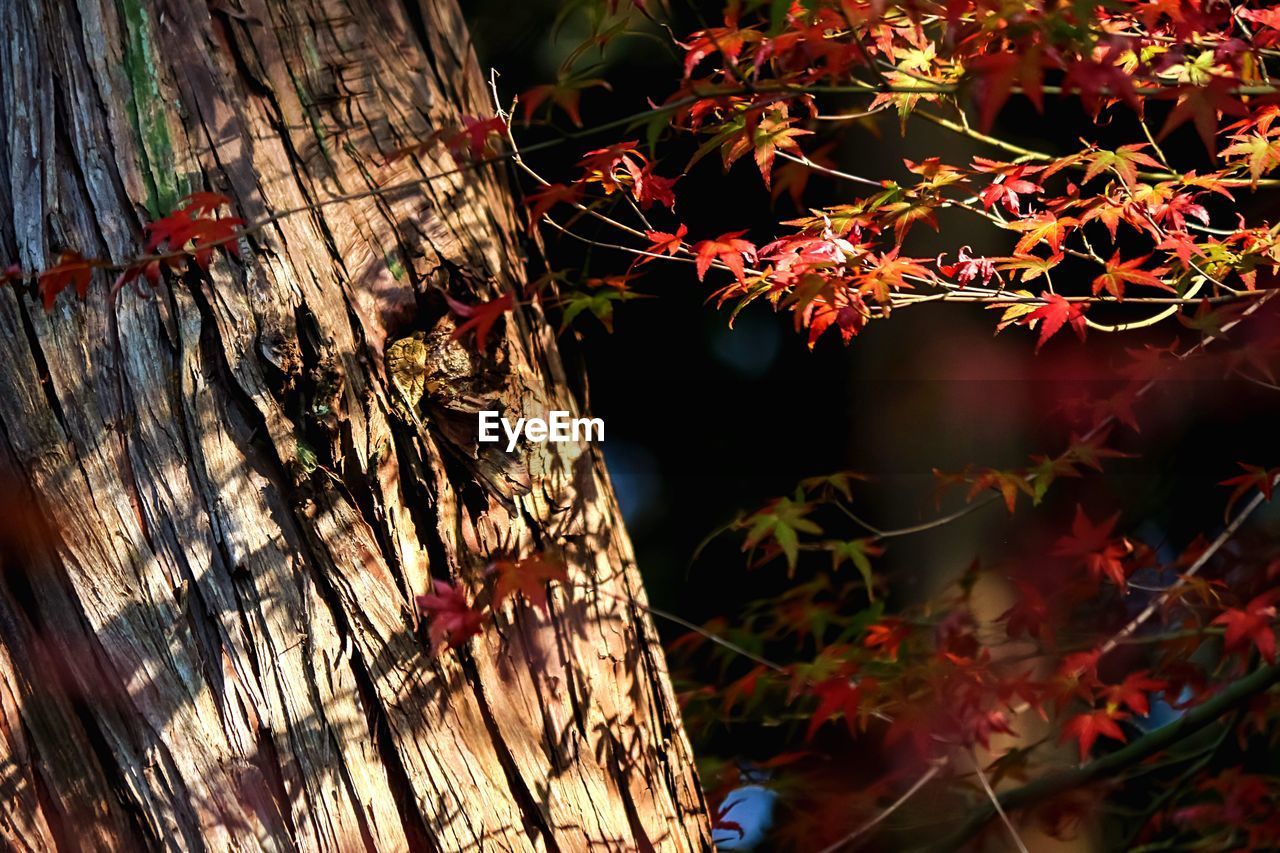 Close-up of maple leaves during autumn