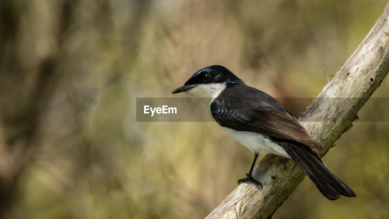 Close-up of flycatcher perching on branch