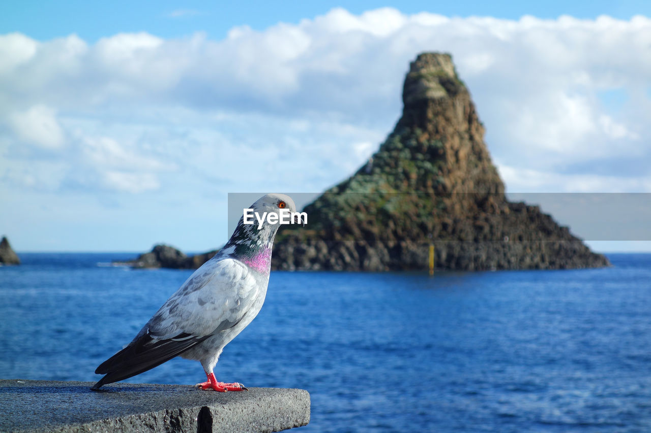 SEAGULL PERCHING ON A ROCK IN SEA