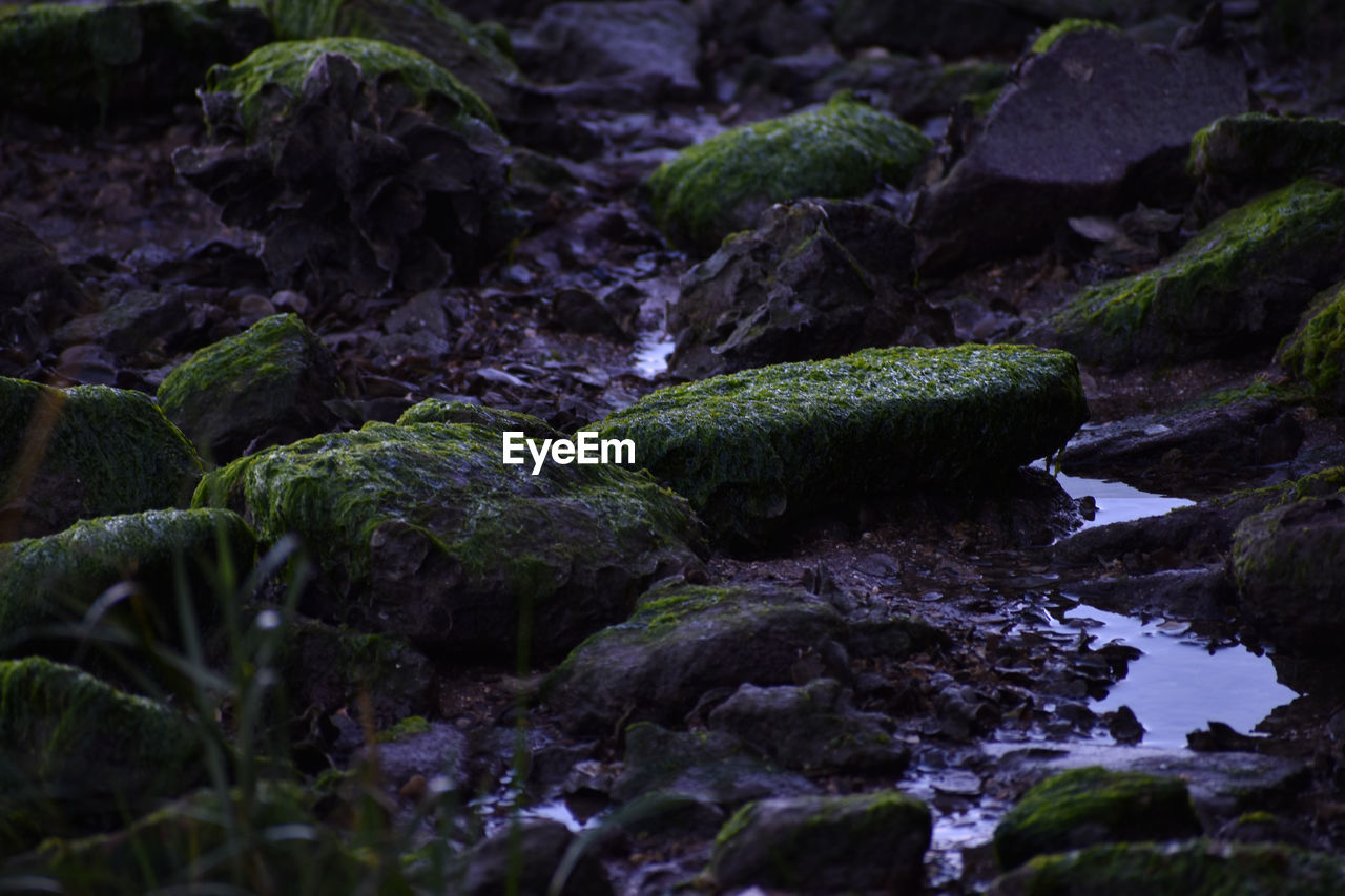 Close-up of moss growing on rocks