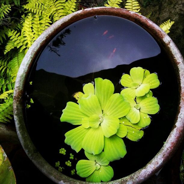 CLOSE-UP OF PLANTS