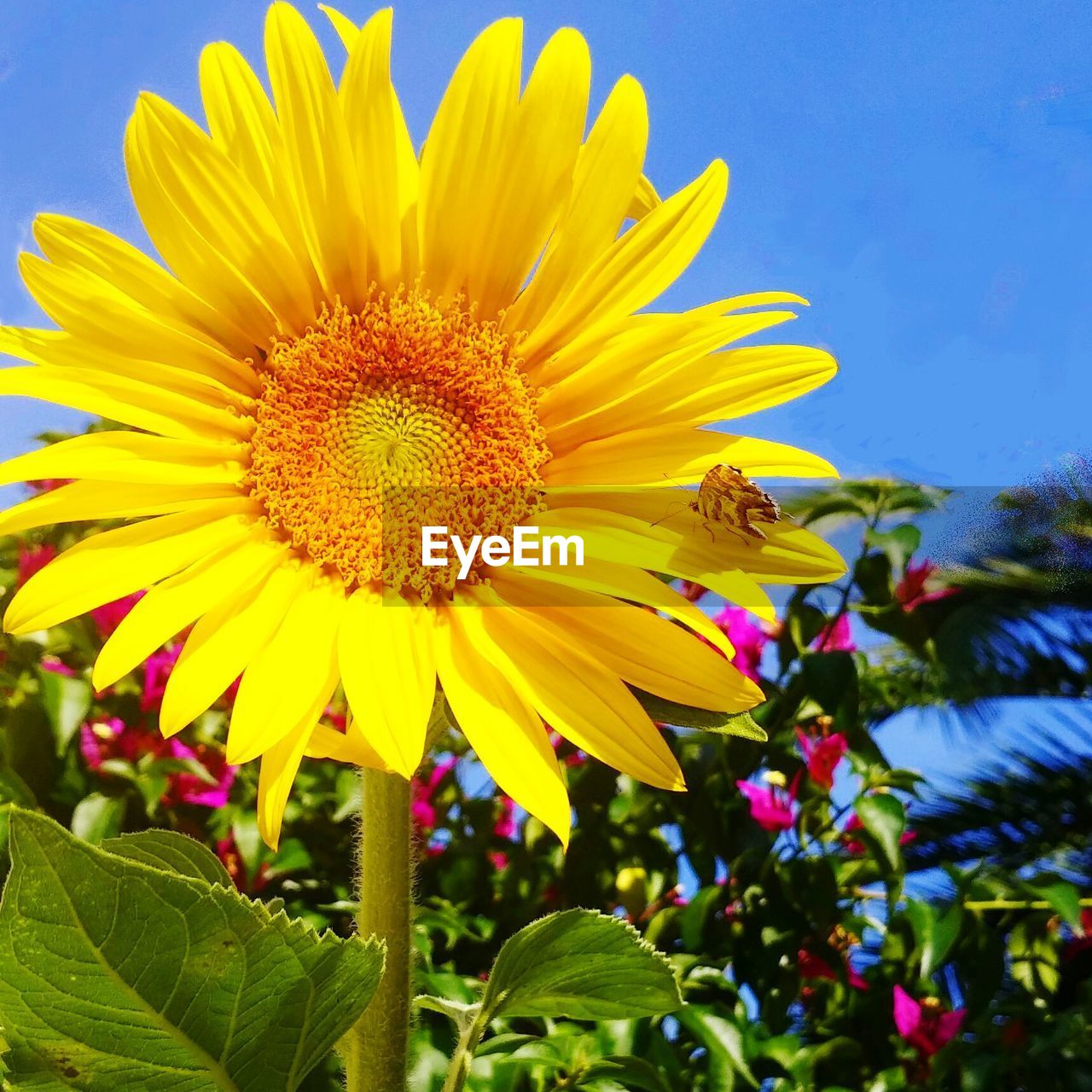 Close-up of yellow flowers blooming against sky