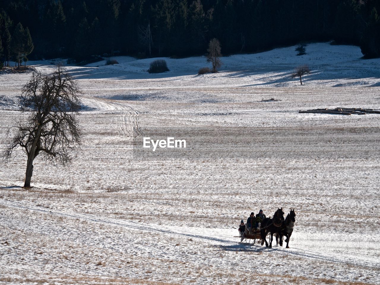 HORSES ON SNOW COVERED LAND