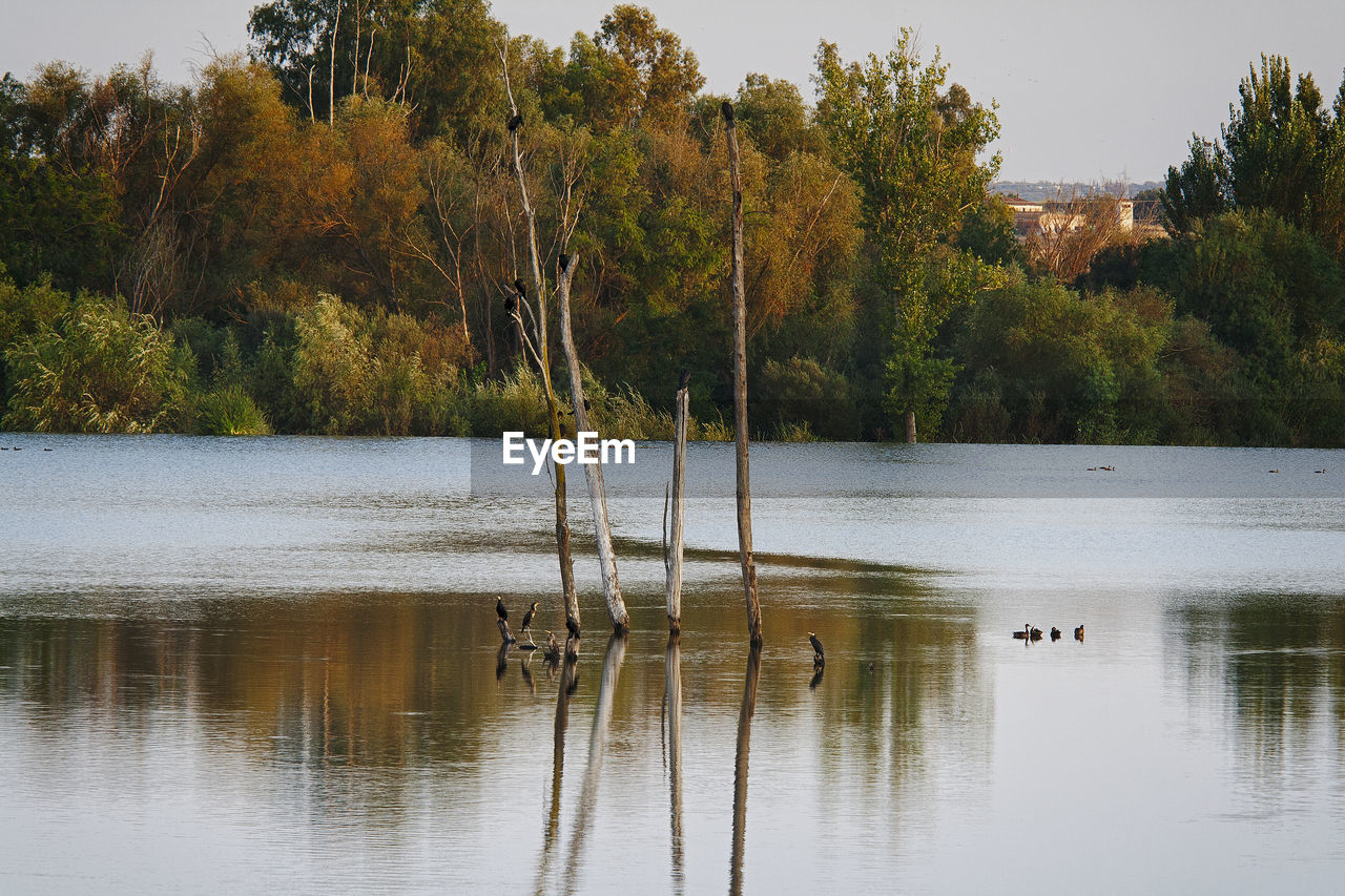 VIEW OF SWAN SWIMMING IN LAKE