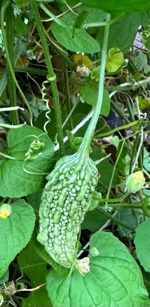 green, leaf, plant part, growth, plant, gourd, nature, flower, freshness, vegetable, food and drink, produce, food, no people, garden, day, momordica charantia, beauty in nature, healthy eating, close-up, high angle view, cucumber, outdoors, wellbeing, field, land, agriculture