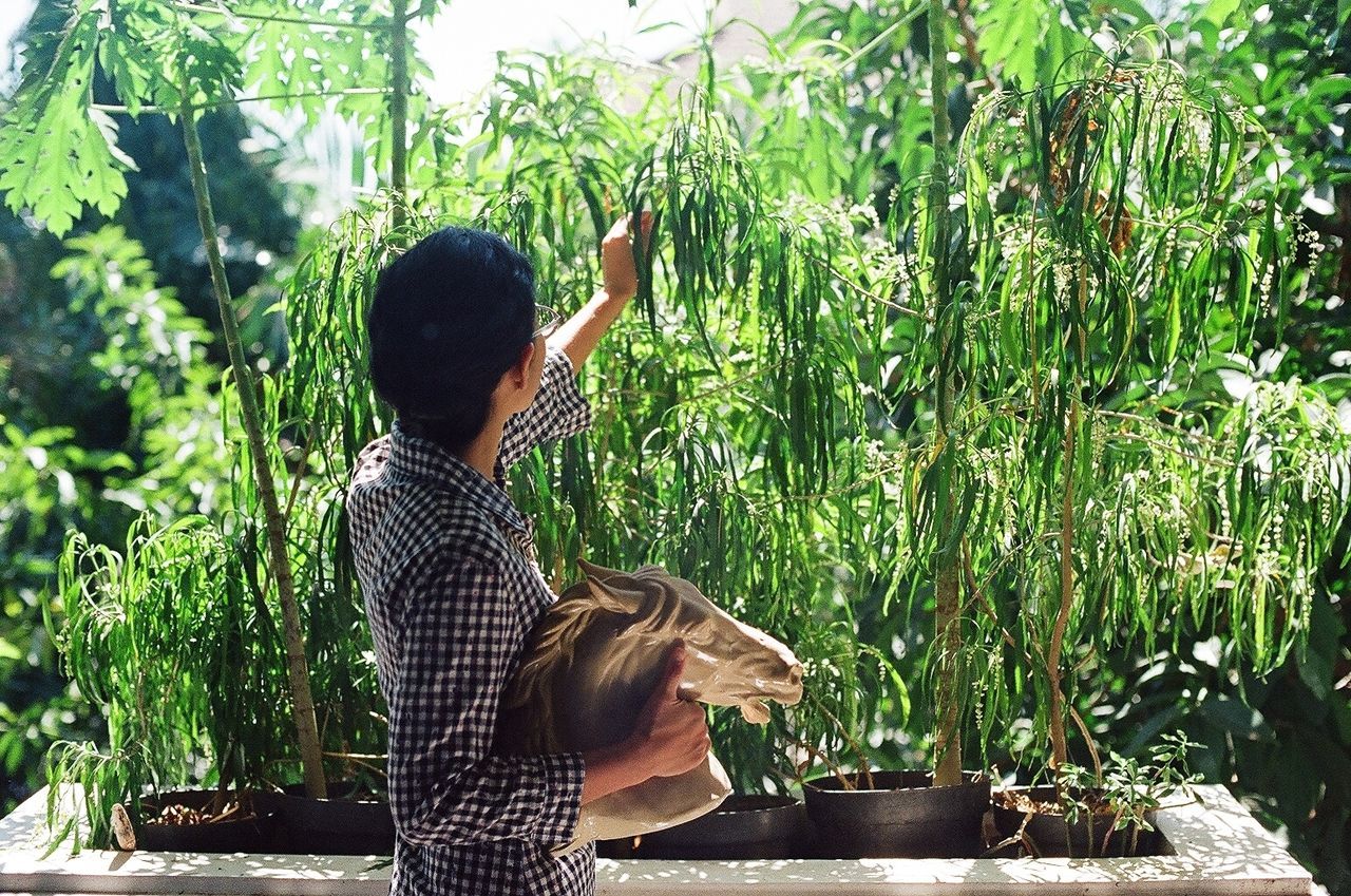 Rear view of woman touching plants