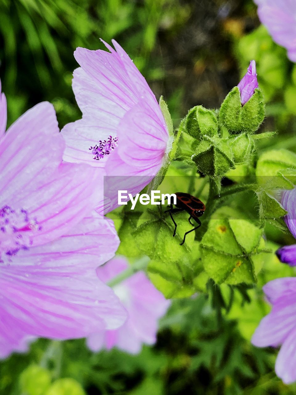 CLOSE-UP OF FRESH PURPLE FLOWER WITH PINK PETALS