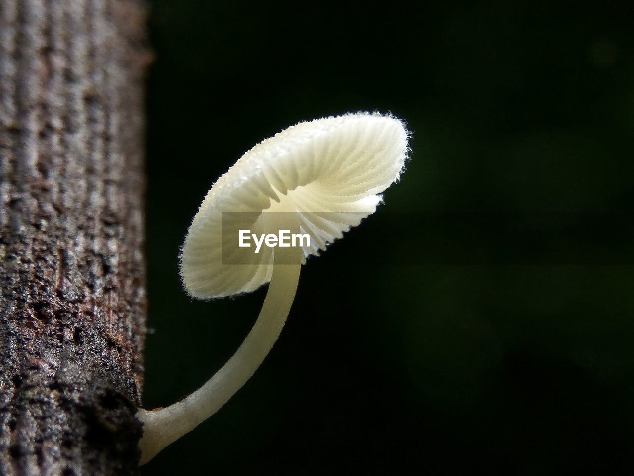 CLOSE UP OF WHITE FLOWER