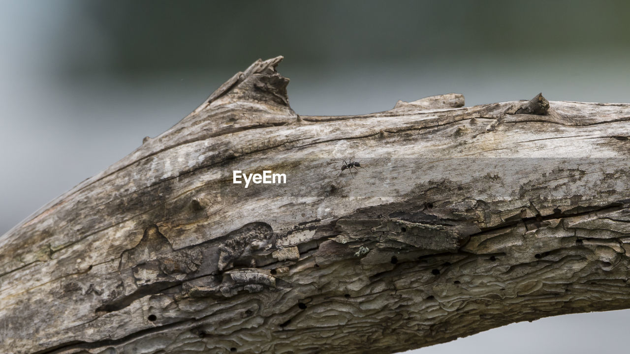 CLOSE-UP OF DEAD TREE TRUNK