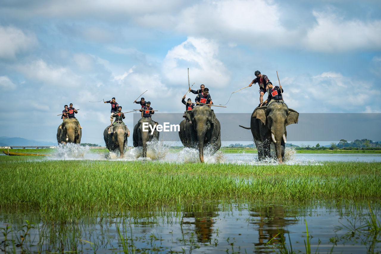 VIEW OF SHEEP IN LAKE