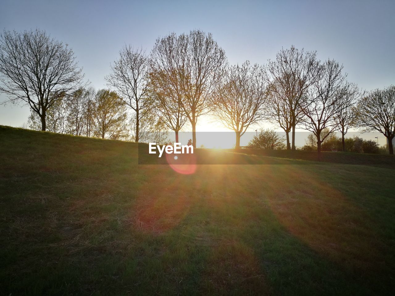 SILHOUETTE OF TREES ON FIELD AGAINST SKY