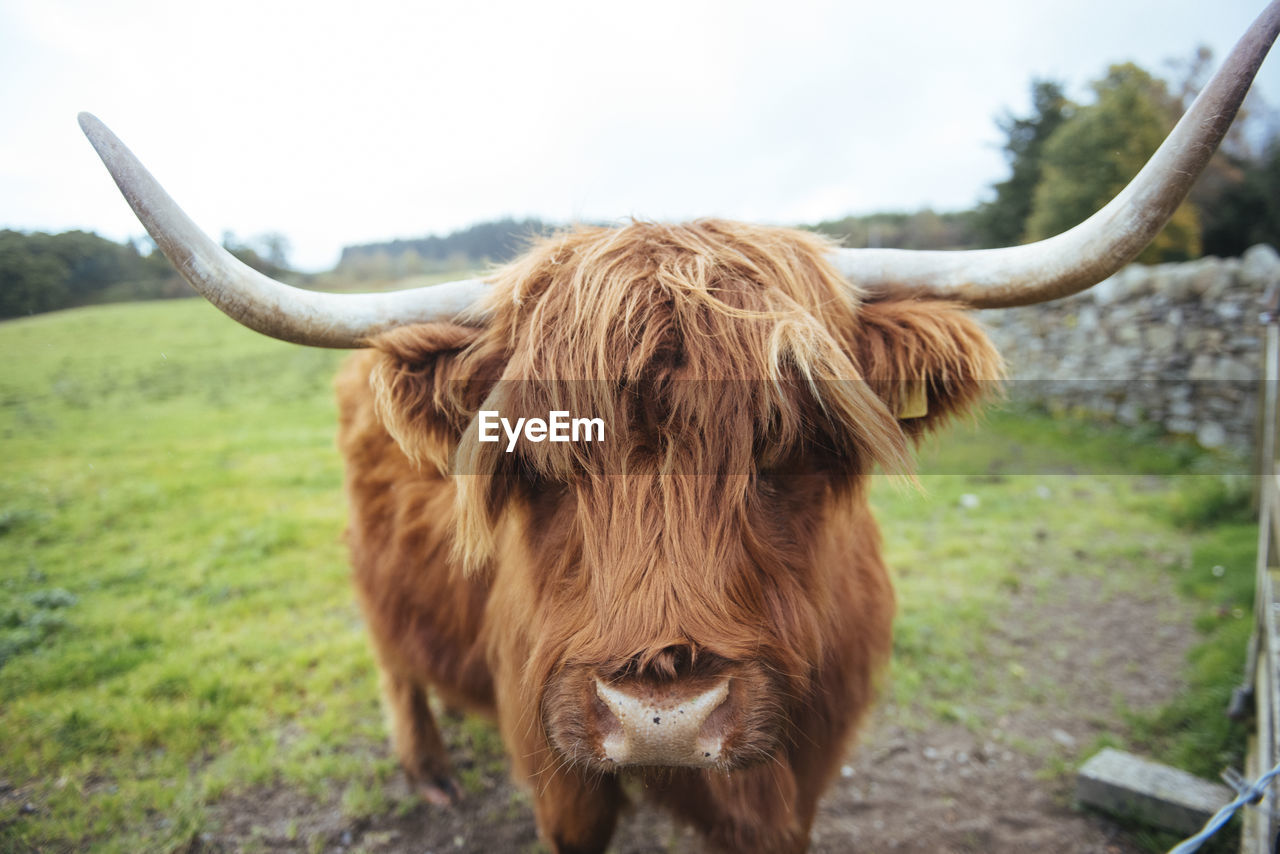 Close-up of highland cattle standing on field