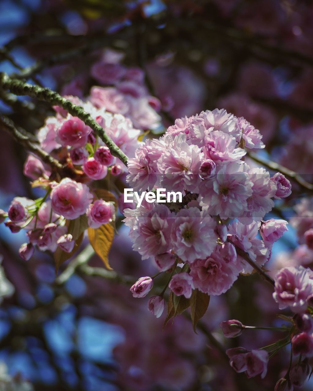 Close-up of pink cherry blossoms in spring