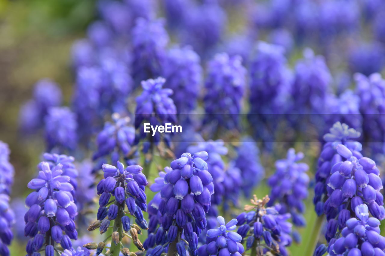 Close-up of purple flowering plants