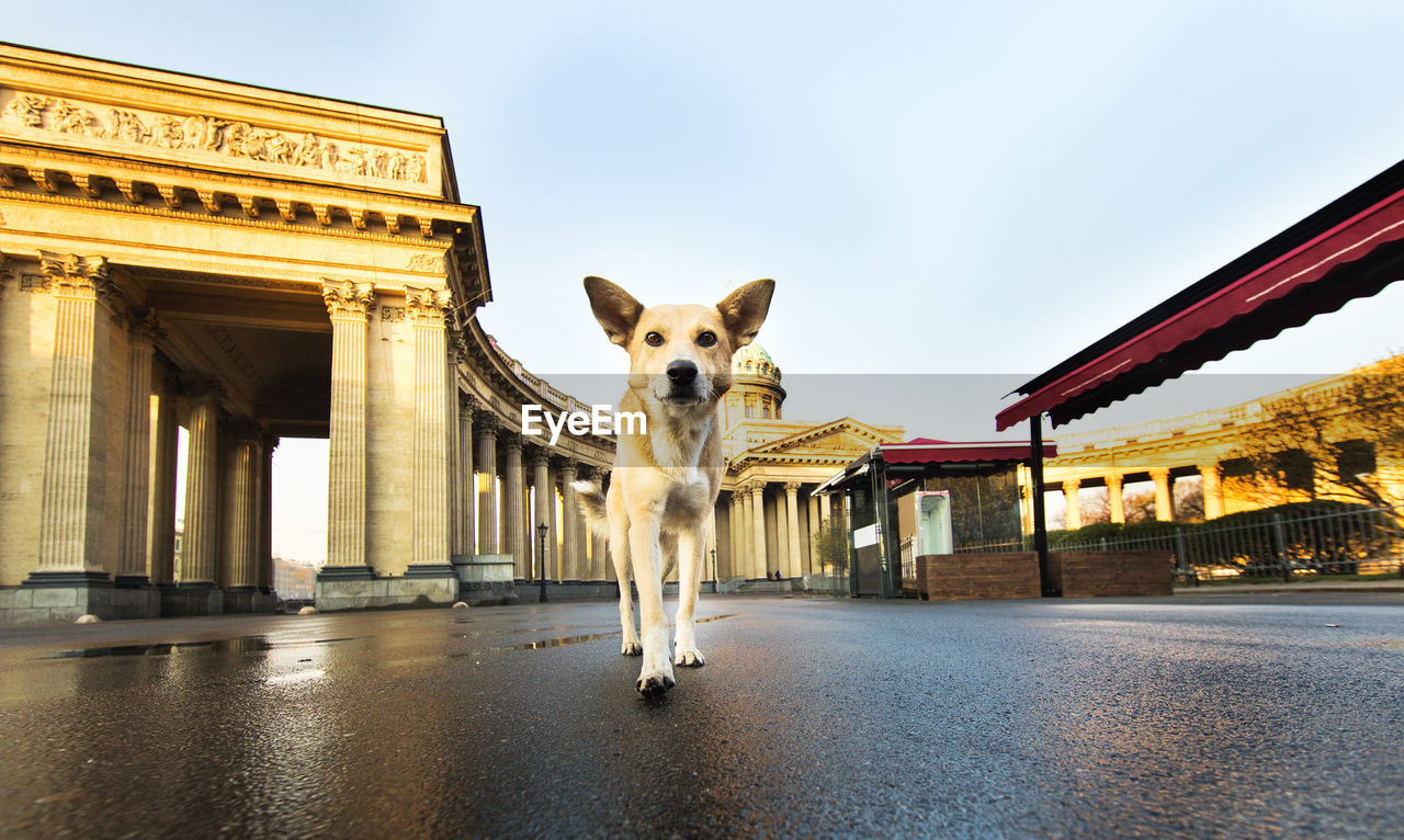 VIEW OF A DOG ON THE WALL