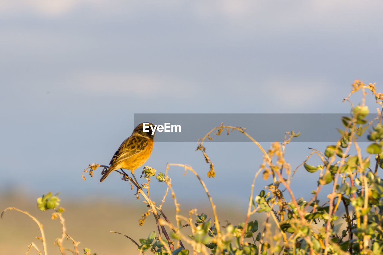 animal wildlife, animal themes, animal, bird, wildlife, nature, yellow, one animal, prairie, plant, flower, perching, no people, songbird, beauty in nature, outdoors, sky, branch, day, focus on foreground, environment, full length, side view