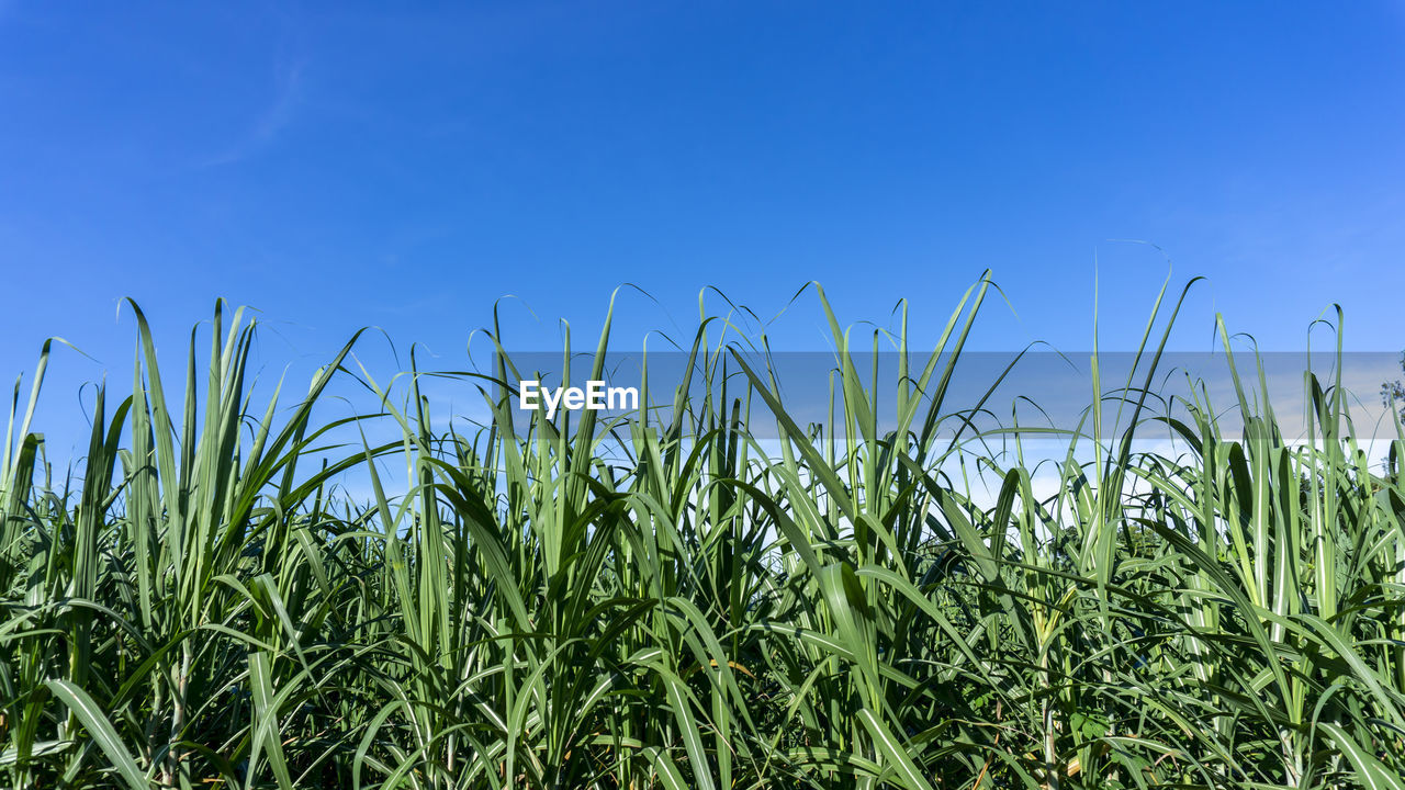 PLANTS GROWING ON FIELD AGAINST BLUE SKY