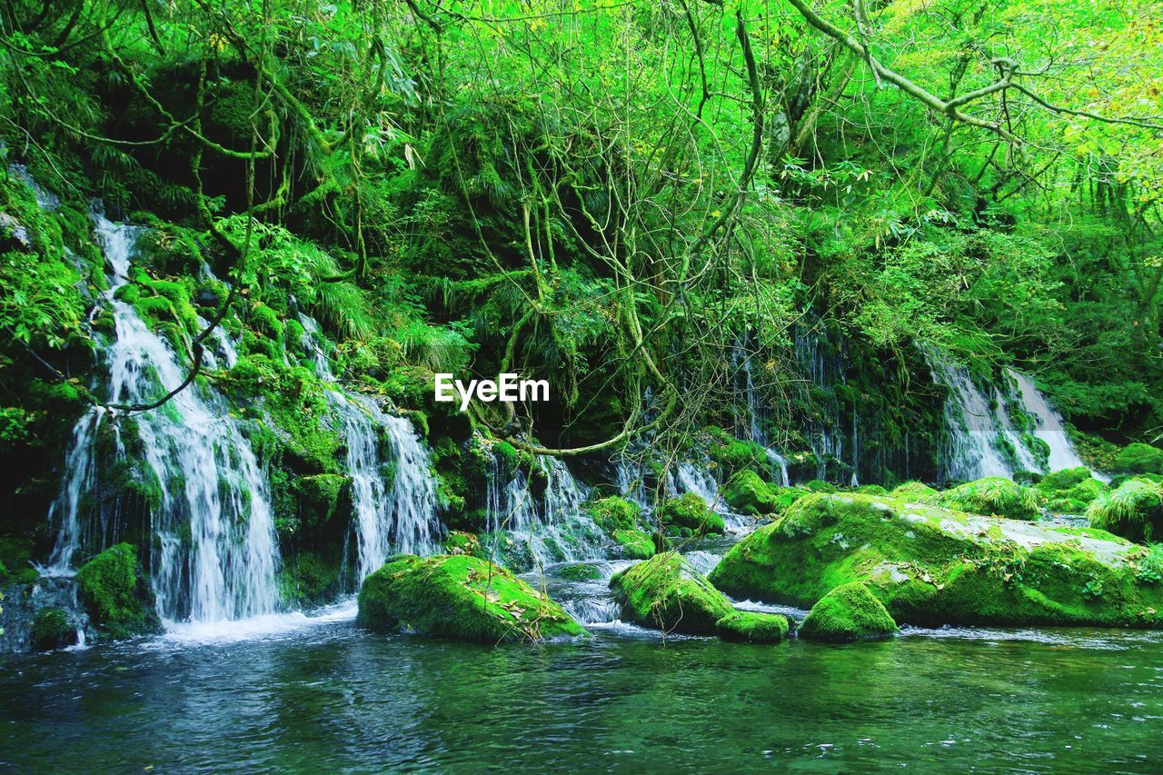 SCENIC VIEW OF RIVER FLOWING THROUGH FOREST