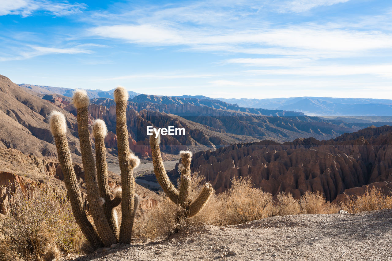 PANORAMIC VIEW OF CACTUS ON MOUNTAIN