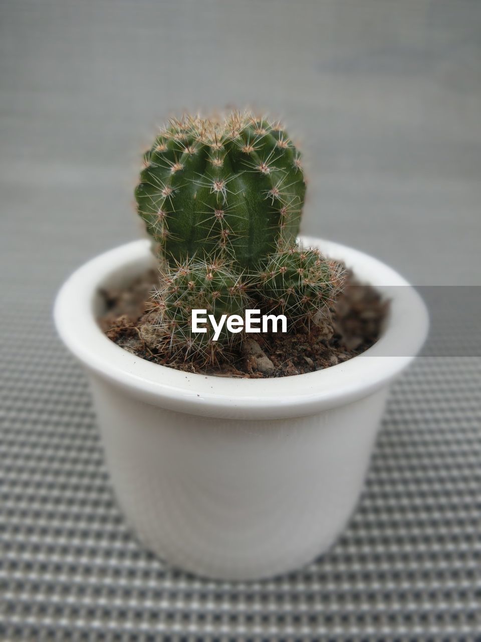 Close-up of cactus plant on table