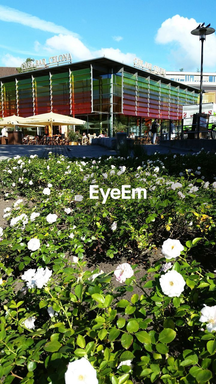 VIEW OF PLANTS AND TREES