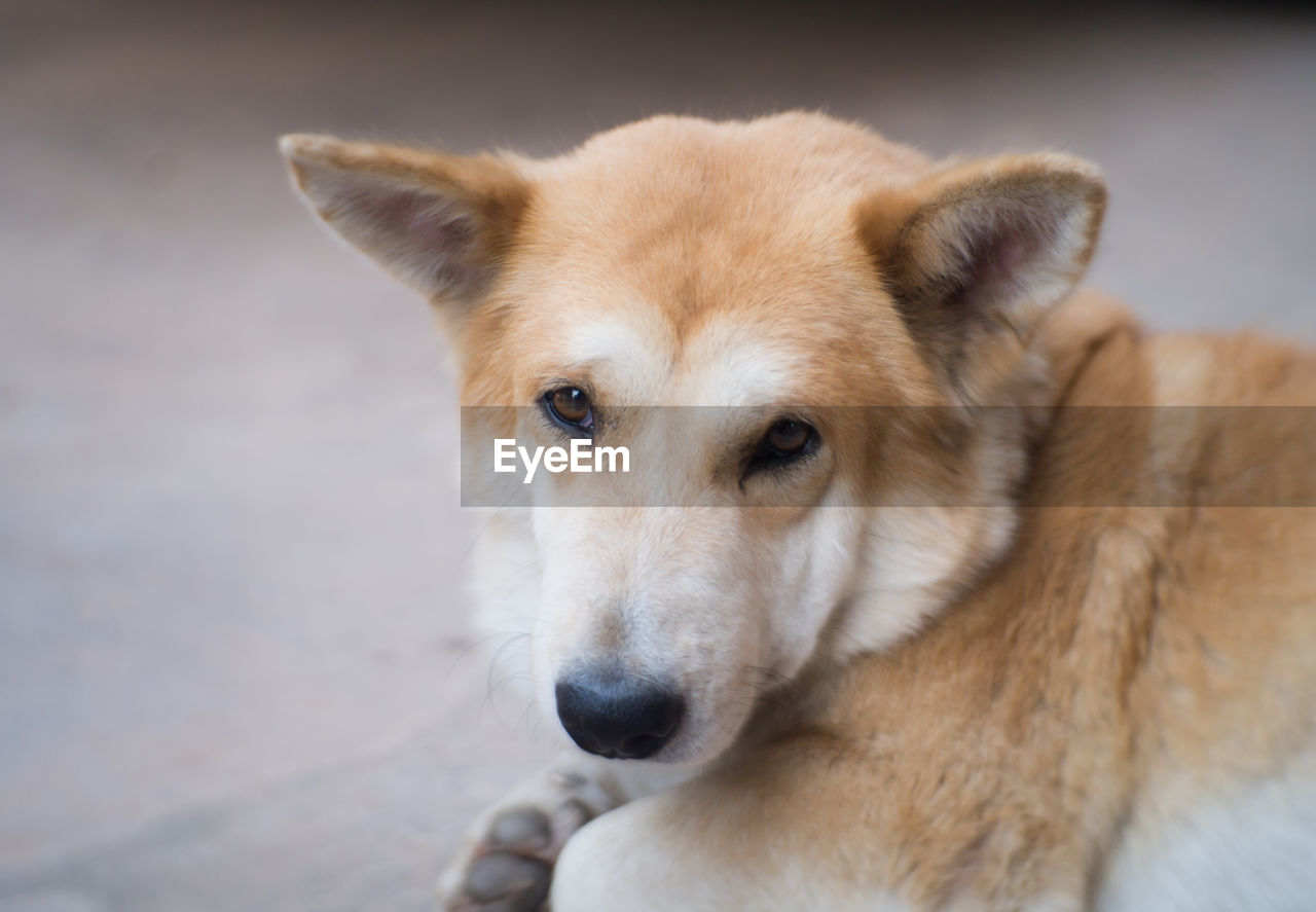 CLOSE-UP PORTRAIT OF DOG LOOKING AT CAMERA