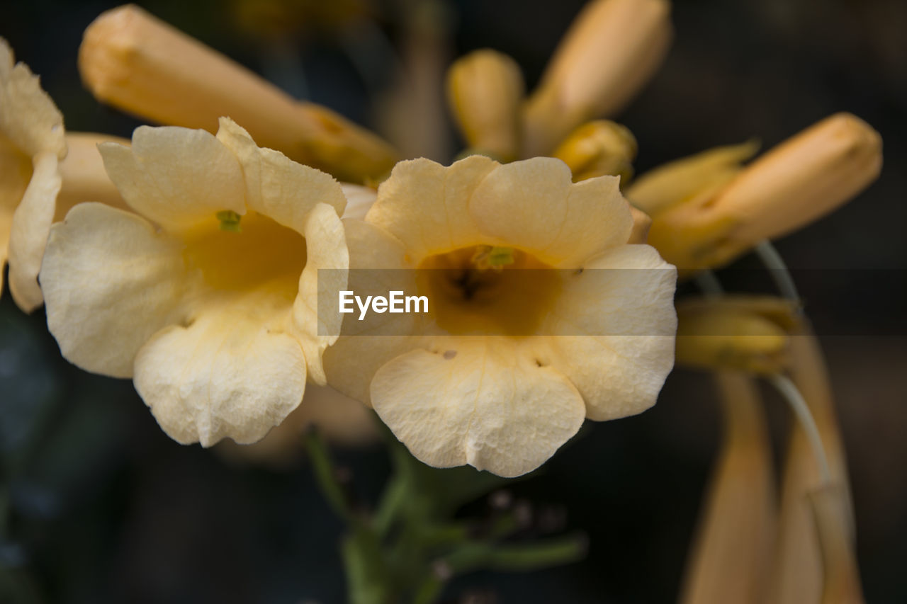 CLOSE-UP OF FLOWERING PLANT