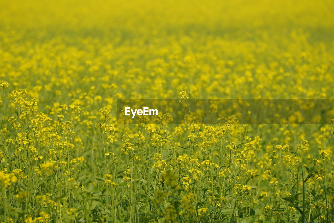 vegetable, yellow, produce, food, flower, field, canola, plant, rapeseed, oilseed rape, beauty in nature, agriculture, land, landscape, growth, rural scene, crop, flowering plant, freshness, brassica rapa, nature, farm, environment, no people, abundance, springtime, scenics - nature, prairie, tranquility, mustard, tranquil scene, fragility, grassland, day, outdoors, blossom, cultivated land, meadow, idyllic