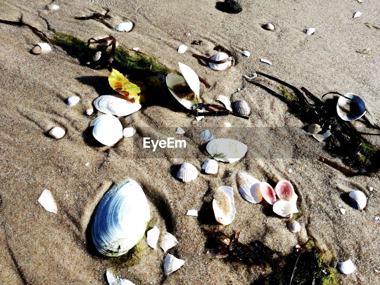 HIGH ANGLE VIEW OF SHELLS ON SAND