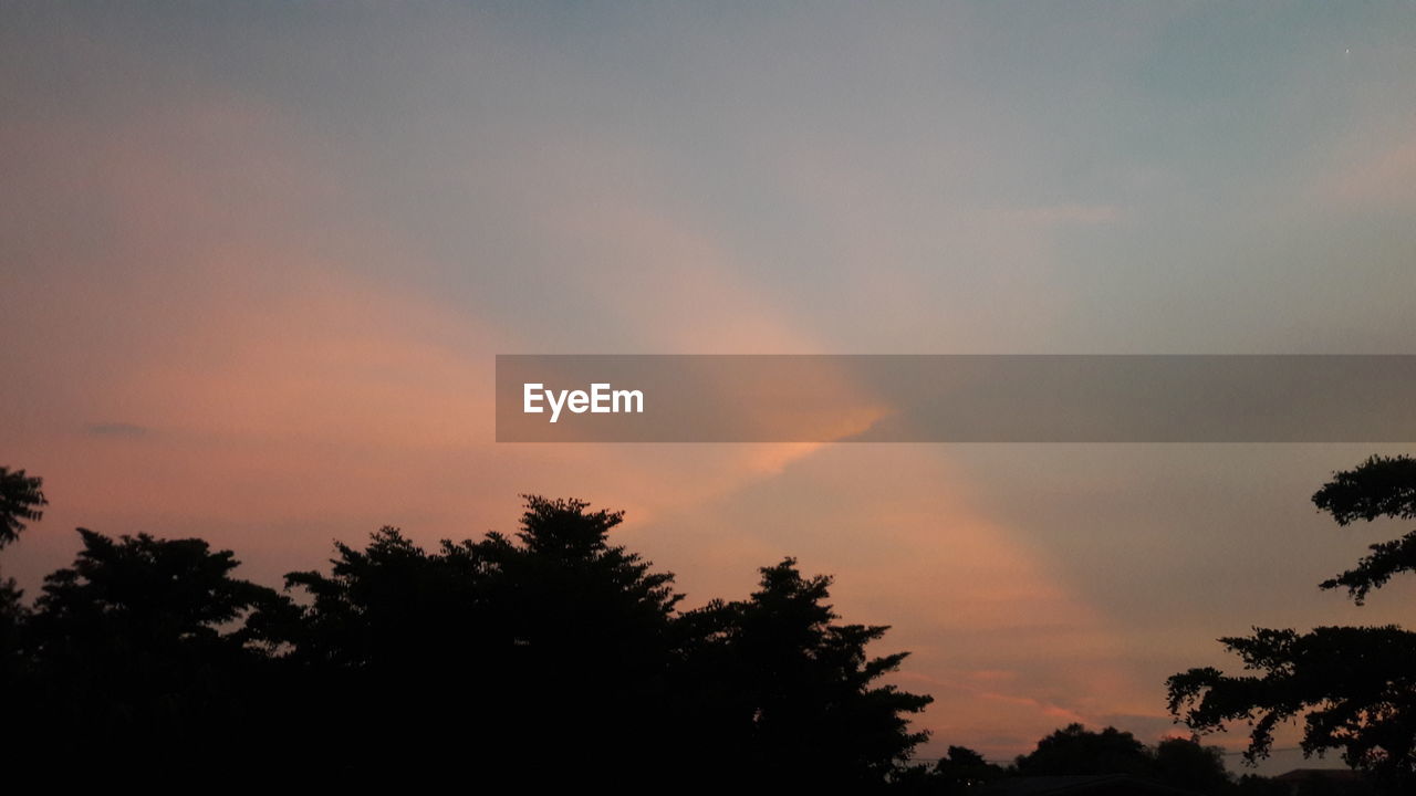 LOW ANGLE VIEW OF TREES AGAINST DRAMATIC SKY