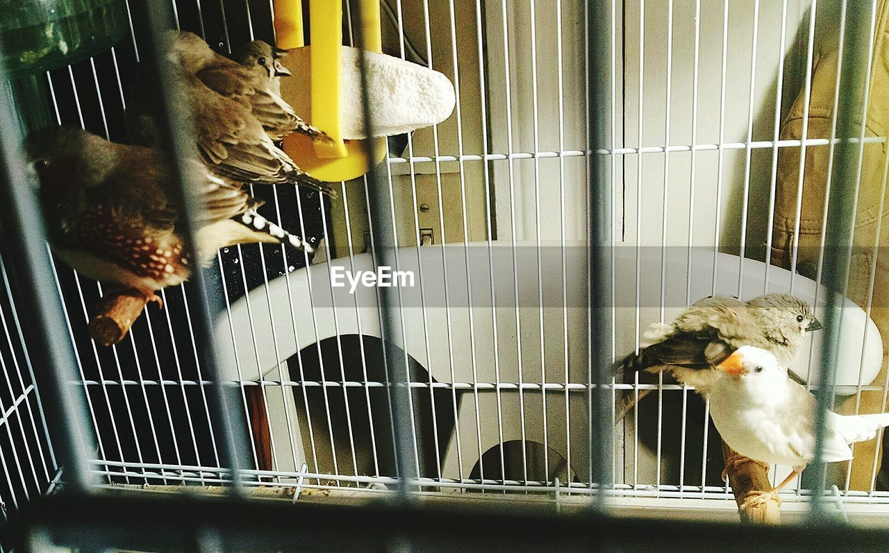 Close-up of birds in cage