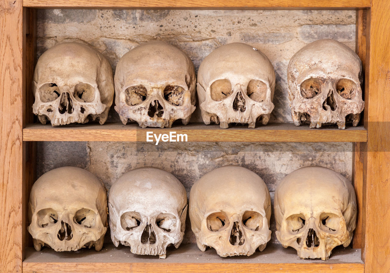 Close-up of skulls on shelves