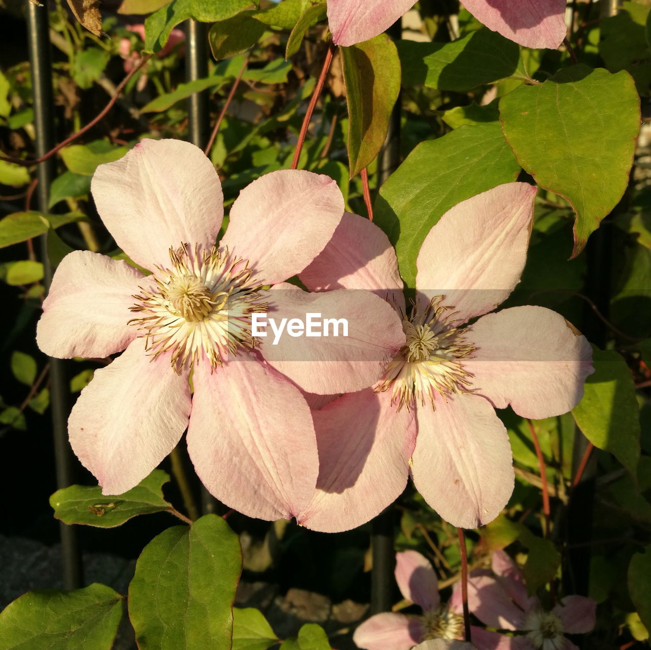 CLOSE-UP OF FLOWERS