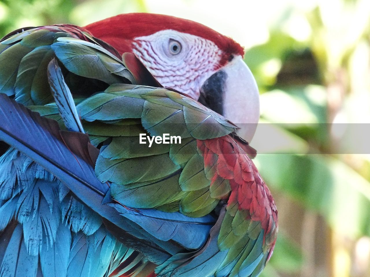 Close-up of parrot perching with colourful