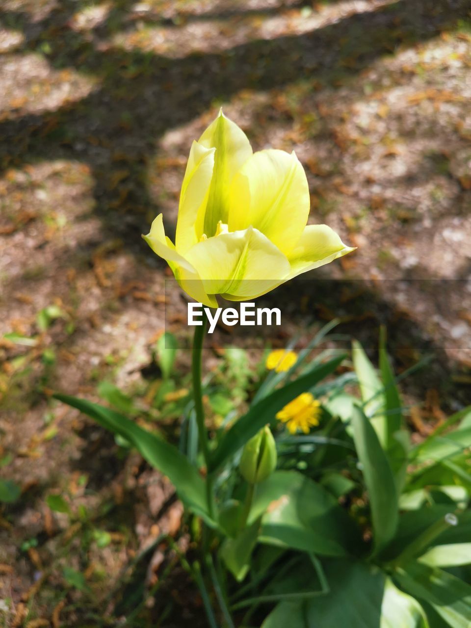 plant, flowering plant, flower, yellow, beauty in nature, freshness, growth, petal, fragility, nature, close-up, flower head, inflorescence, no people, leaf, plant part, focus on foreground, day, springtime, wildflower, outdoors, blossom, green, land, sunlight, field, botany, tulip, plant stem