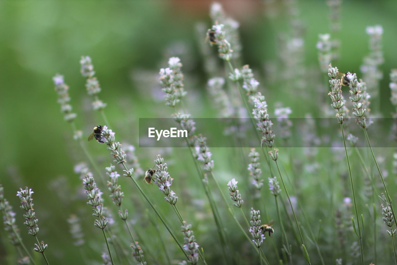 CLOSE-UP OF BEE ON FLOWERS